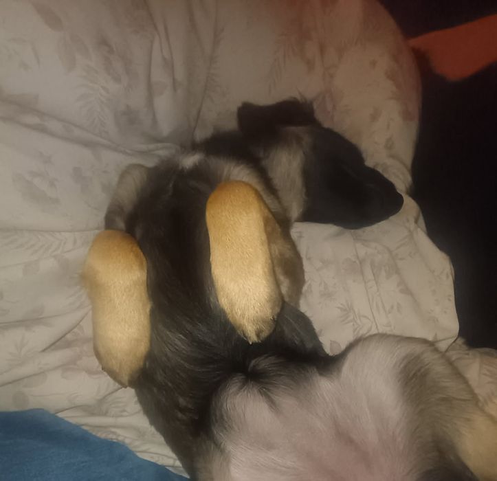 Szczeniak,suczka kundelek