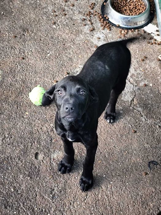 BEBÉ 2 (Fêmea, 3 Meses) Para Adoção