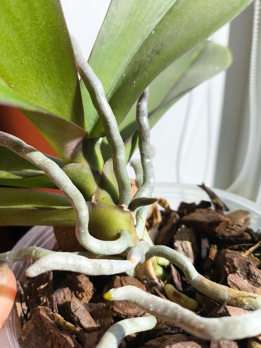 Орхідея Жовта Оливковий відтінок