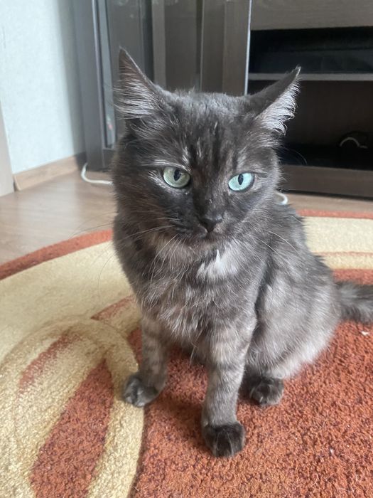 Молодая кошка   в хорошие руки