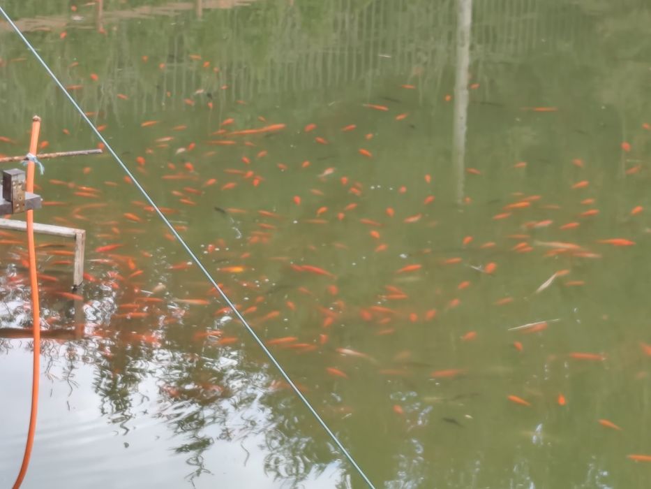 Sprzedam kara koi