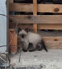 Gatinhos para adoção