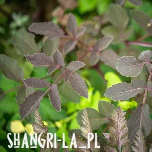 Dzięgiel leśny [Angelica sylvestris] - Ebony