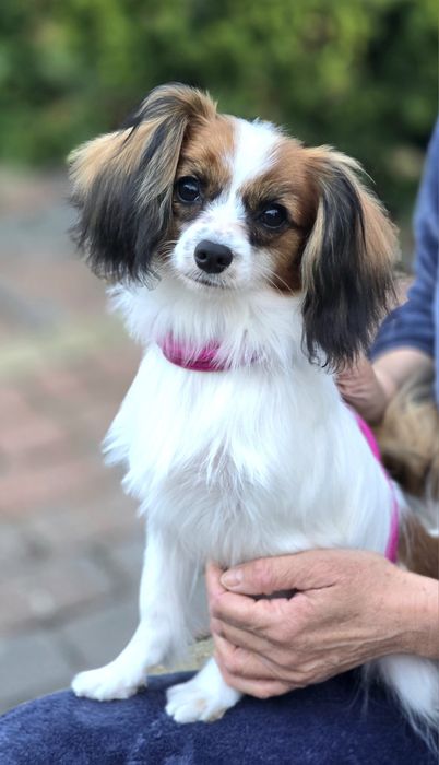 PAPILLON odmiana "Ćma"(Związek Kynologiczny/Oddział Sopot