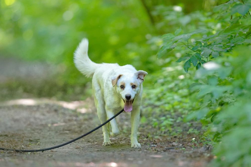 Mloda sunia Spinka blaga o dom