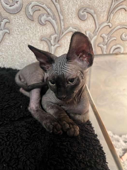 Kotka sfinks  czarna