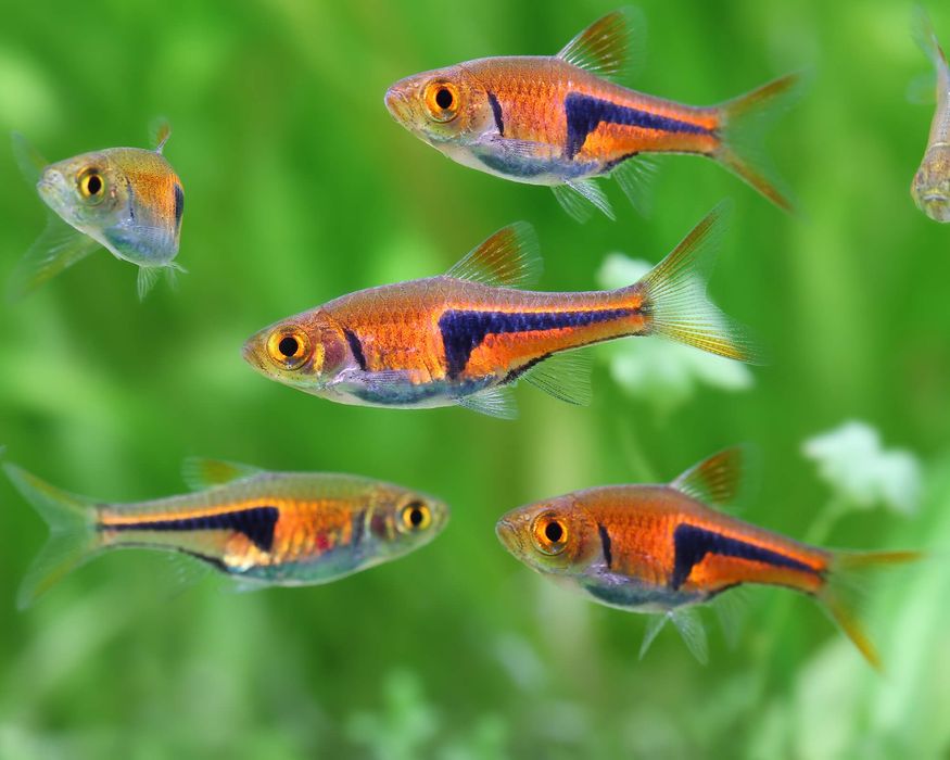 Razbora espei trigonostigma