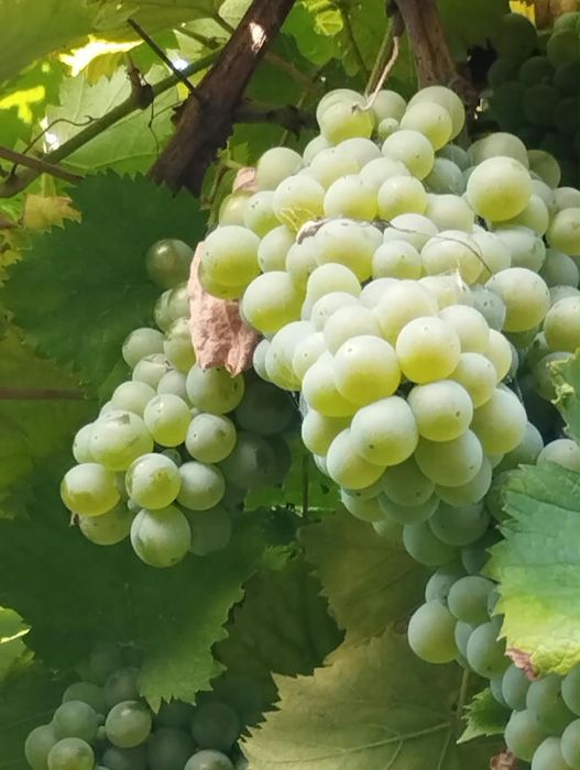 Vendo uvas azal de ramada ao kg