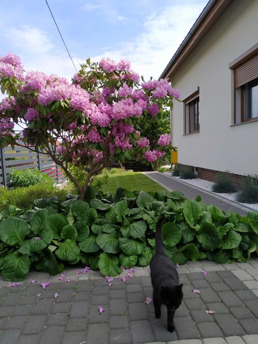 Pokoje do wynajęcia w domu jednorodzinnym