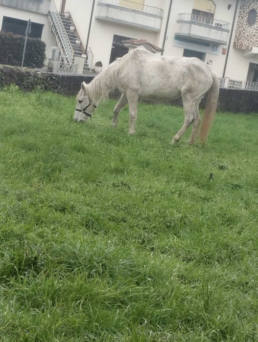 Égua lusitana com 11 anos
