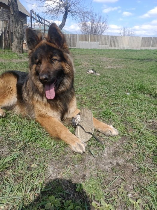 Кабель немецкой овчарки для вязки