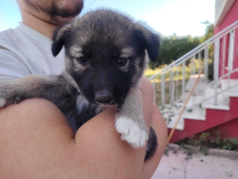 Adoção de dois cãezinhos de um mês
