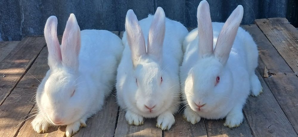 Продаж кроликів термонців