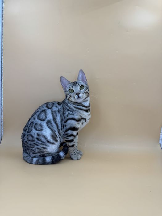 Девочка в серебряном окрасе