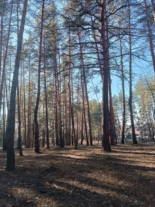 СРОЧНО! Продам участок Ольховатка