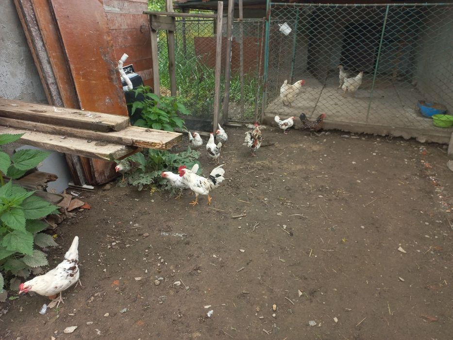 Яйця карликові кури бентамки курчата (Американка)