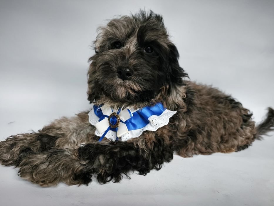 Cavapoo F1 piesek Messi wyjątkowe umaszczenie