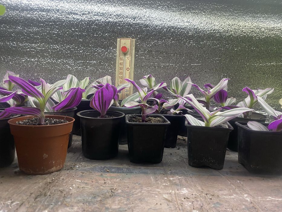 Традесканції гарнні підрощені продам традесканціі сортові