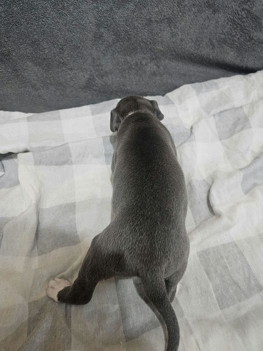 American staffordshire terrier Amstaff