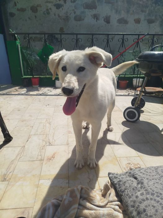 Cadelinha com 8/9 mesinhos para adopção