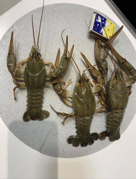 Продам Живих раків