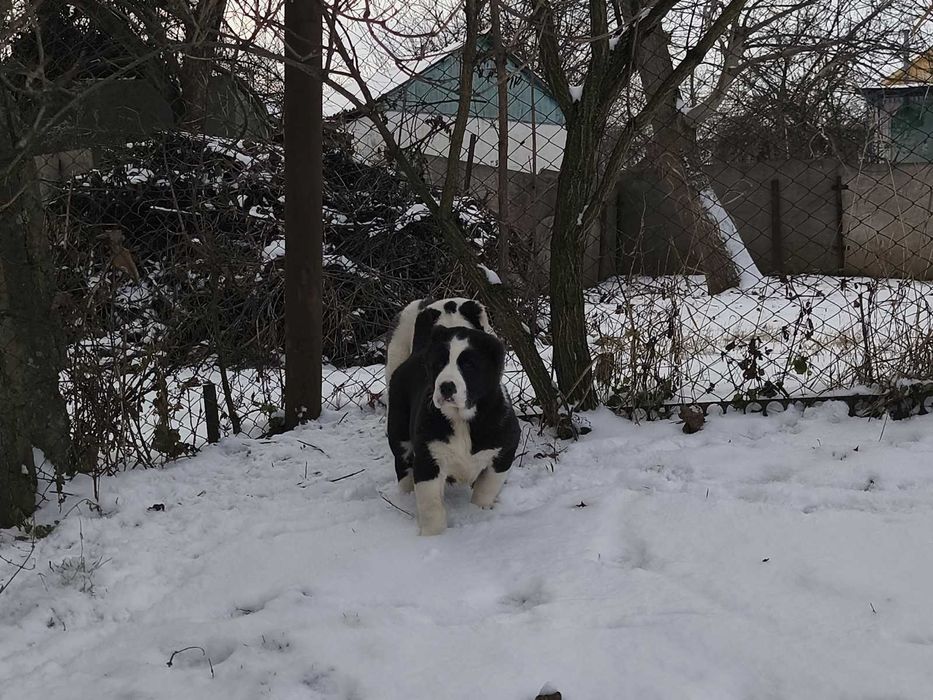 Шикарна дівчинка САО (алабай)