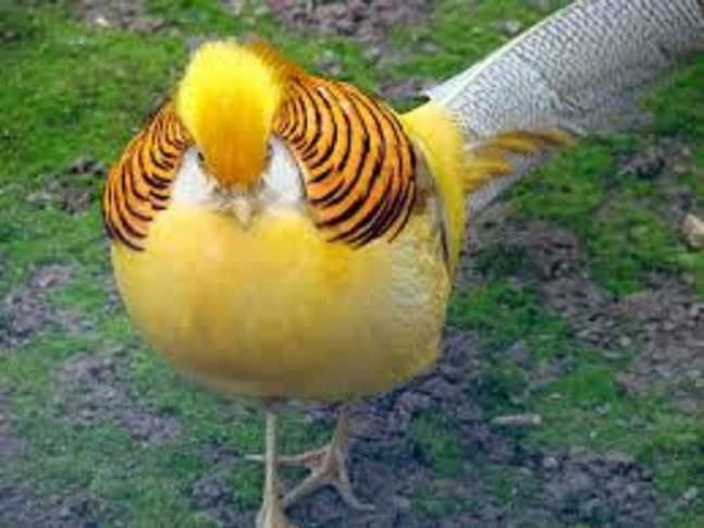 Продам декоративних фазанів