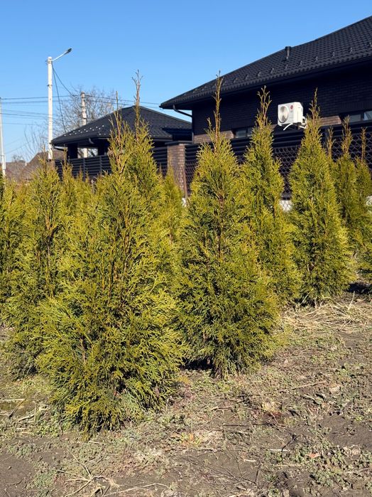 Продаю гарні туї  власний розсадник