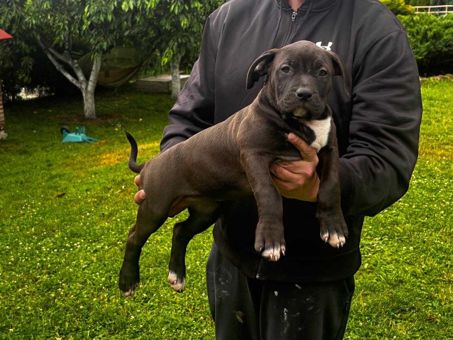 American Bully suczka ABKC