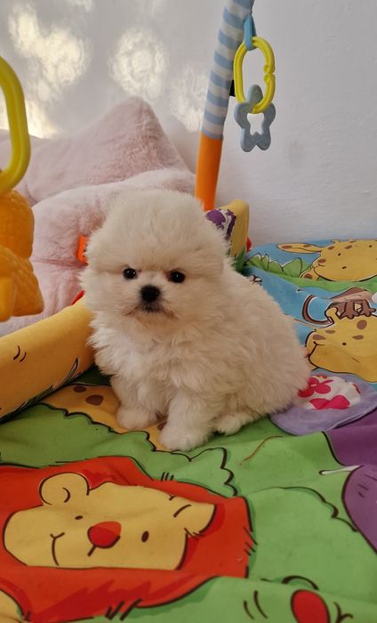 Śliczna biała suczka,  Pomapoo