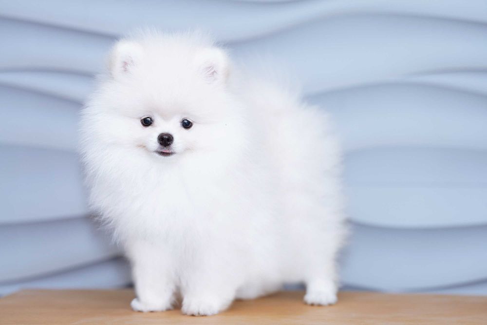 POMERANIAN śnieżny puszek !