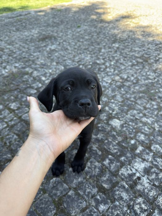 Cadela Cane Corso c/ pedigree para venda