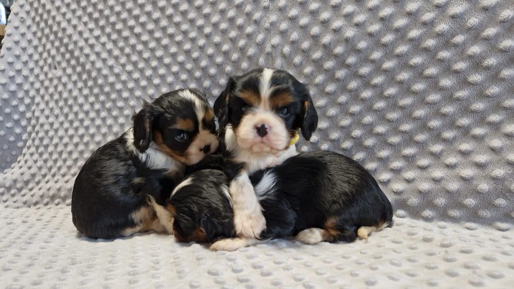Cavalier King charles spaniel- urocze maluchy