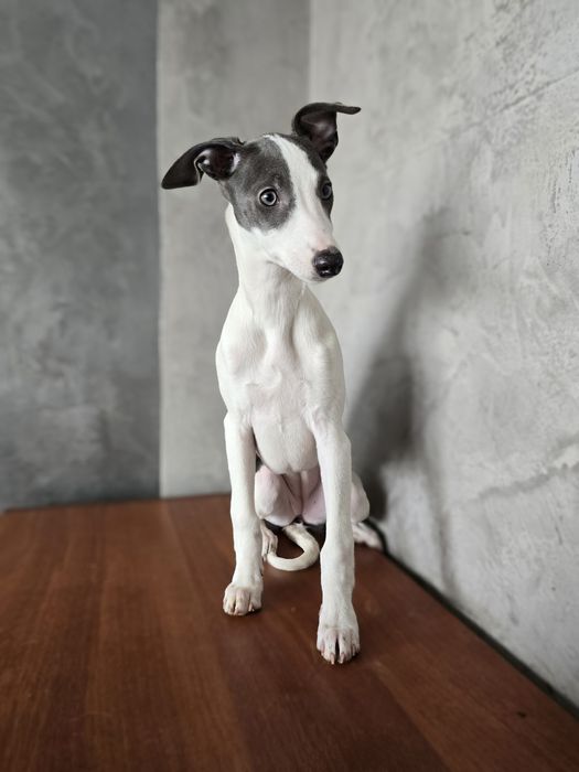 Цуценя віпета (уіппет, уиппет)