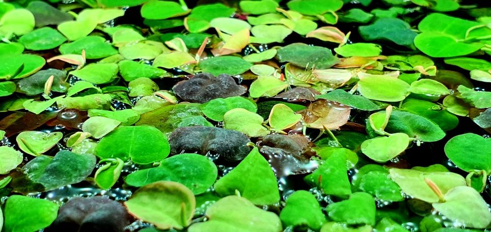 Phyllanthus fluitans