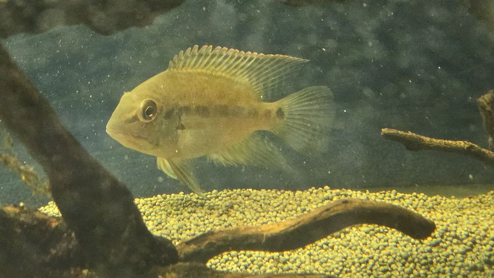 Papagaio Verdadeiro (Hoplarchus psittacus)