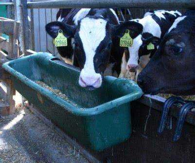 Koryto - żłób podłużny uniwersalny dla koni i bydła