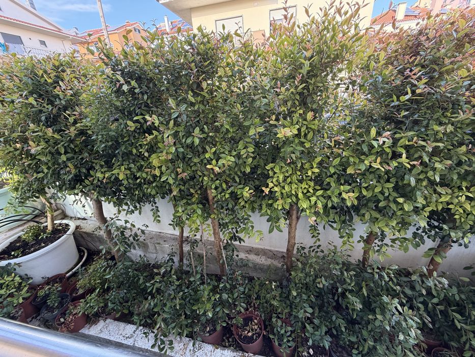 Eugenia myrtifolia - particular - superior a 1metro