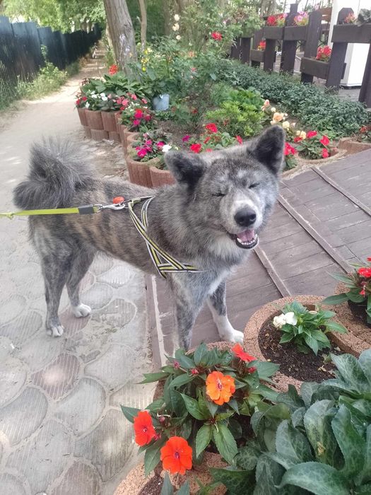 Domki letniskowe, basen, plac zabaw,  zwierzęta mile widziane