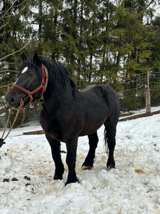 Sprzedam konia rasy zimnokrwistej