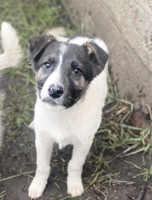 Хлопчик вік 3,5 місяці, буде крупним