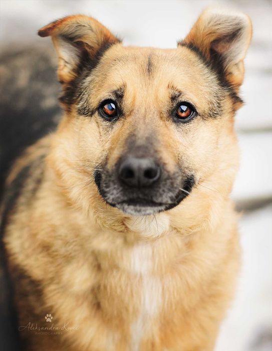 owczarek Bobik 10 lat