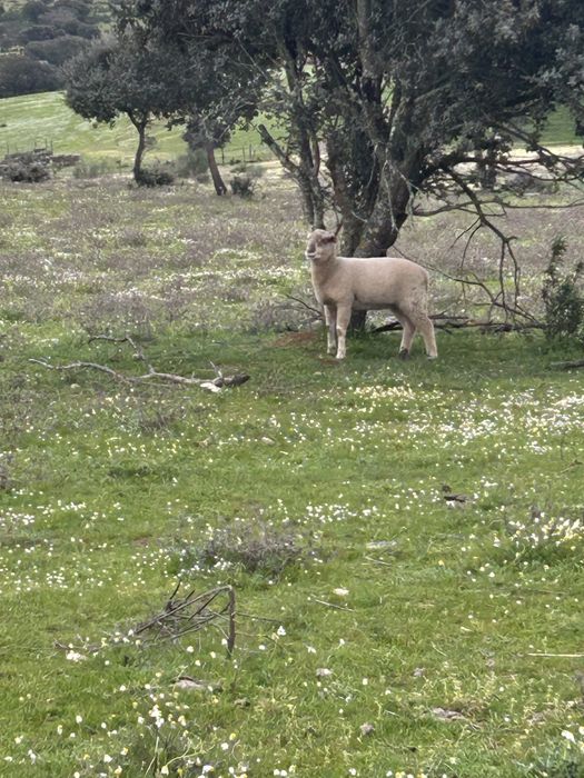 Lote borregos em modo producao biologico