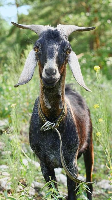 Wielkanoc 2026 /dom na wynajem, integracja/kawalerskie/panieńskie