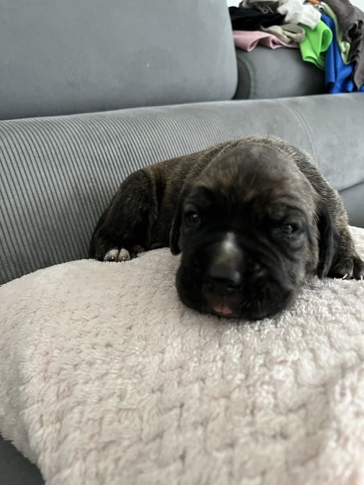 Cane Corso Italiano