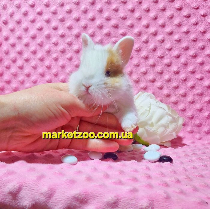 Міні кролик карликові карликовые кролики,мини,декоративний,найменший