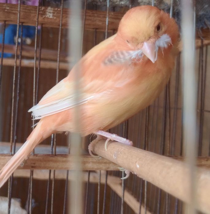 Клітки для канарейки