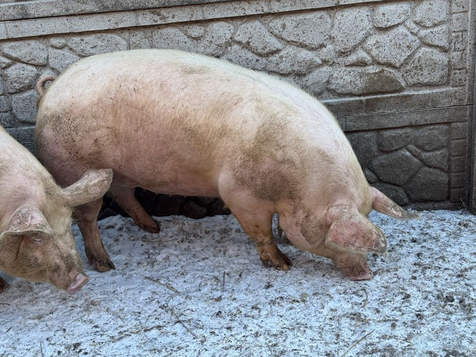 Продамо свинки вагою 180+