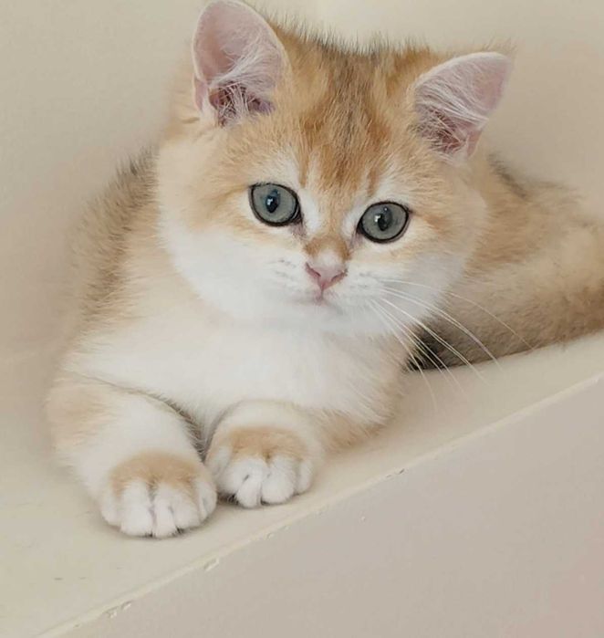 Gatinho British Golden Shorthair