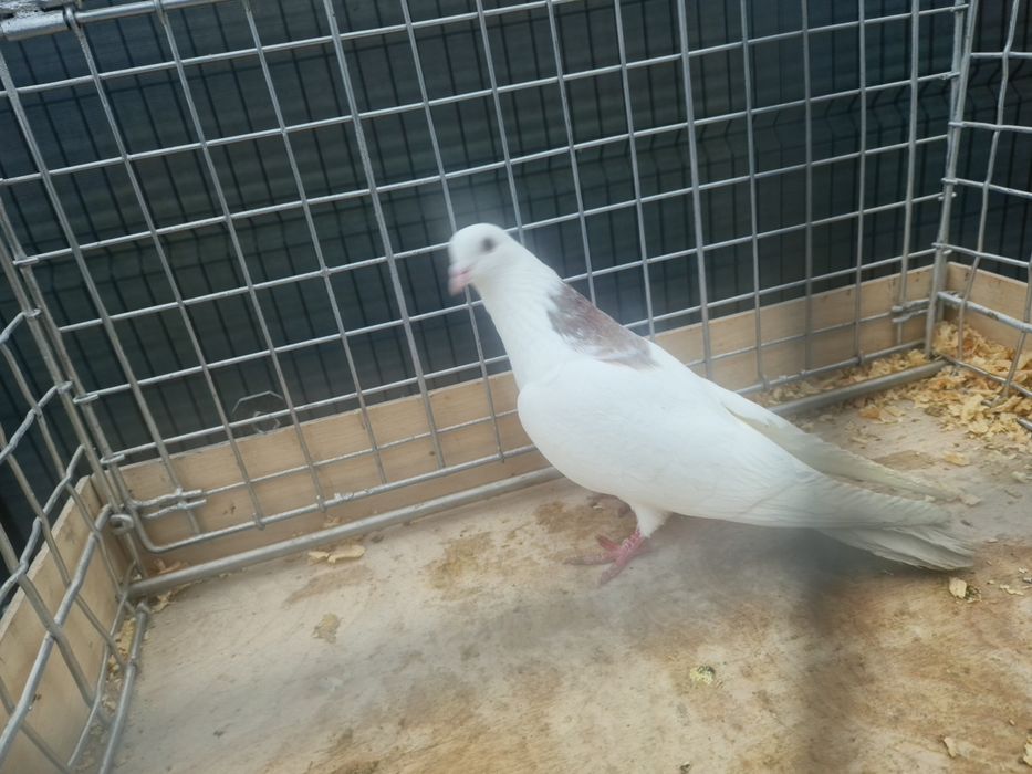 Grzywacz Samiec Zapraszam